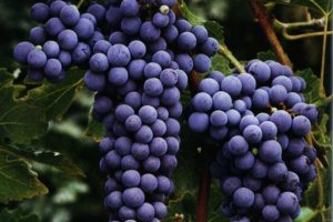 uvas cabernet Sauvignon