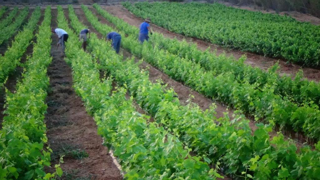 trabajadores realizando sus labores en las viñas
